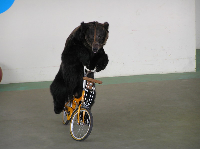 自転車に乗るクマ.jpg